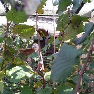 Barred owl (Strix varia)