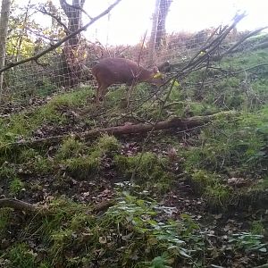 Revee's muntjac (Muntiacus reevesi) in walkthough
