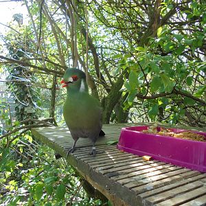 White-cheeked turaco (Tauraco leucotis leucotis)