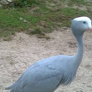 Blue crane (Anthropoides paradiseus) in Meerkat Savannah