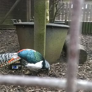 Lady Amherst's pheasant (Chrysolophus amherstiae)