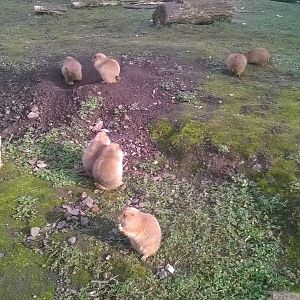 Black-tailed prairie dogs (Cynomys ludovicianus)