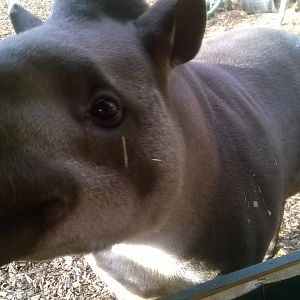 Friendly lowland tapir (Tapirus terrestris)