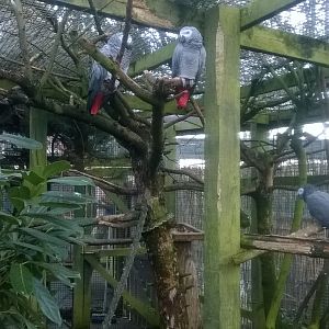 African grey parrot (Psittacus erithacus) in aviary