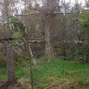 Great grey owl (S. n. lapponica) aviary