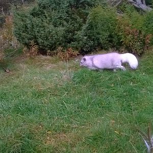 Arctic fox (Vulpes lagopus)