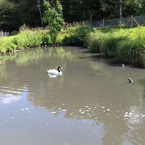 Black-necked swan (Cygnus melancoryphus) on its pond