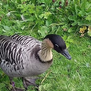 Nene (Branta sandwicensis)