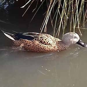 Red shoveler (Anas platalea)
