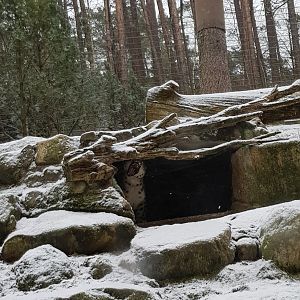 Wildpark Lüneburger Heide- snowleopard yawning- 2019