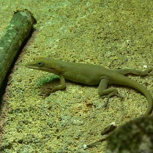 Reptile house - Allison's anole