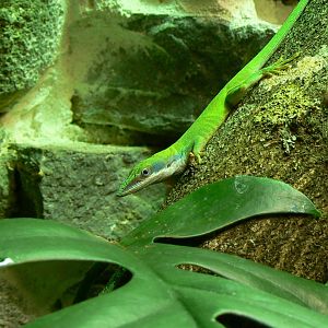 Reptile house - Allison's anole