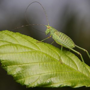 Phaneroptera falcata or nana?
