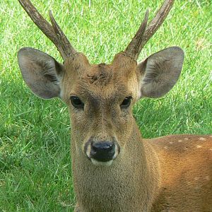 Common hog deer