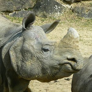 Female indian rhino