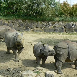 Females indian rhinos and youngs