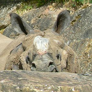 Male indian rhino Sahib hidden by a rock