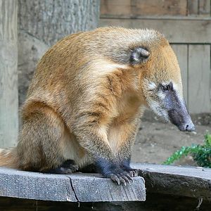 Brown-nosed coati