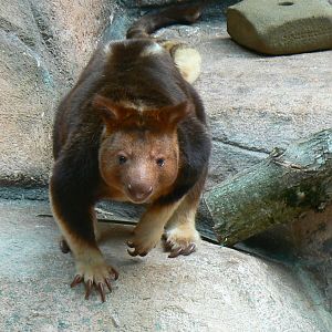 Australia house - Face to face with a male goodfellow's tree-kangaroo