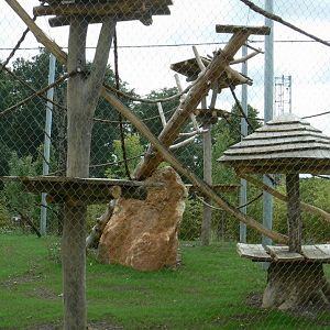 Tropical dome - future douc langurs aviary completed