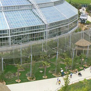 Tropical dome - Harpy eagles aviary from the cable-car
