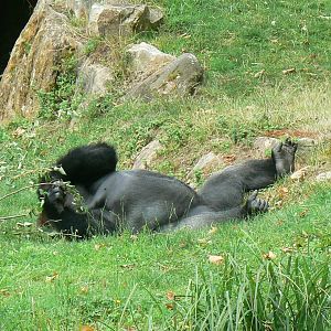 Gorillas' bachelor group - nap time