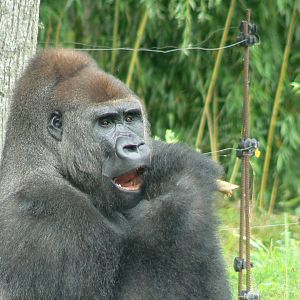 Gorillas' bachelor group - feeding time