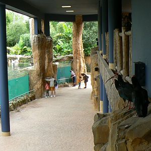 Hippopotamus reserve - spot the southern bald ibis