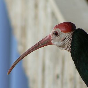 Hippopotamus reserve - southern bald ibis