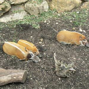 Hippopotamus reserve - red river hogs