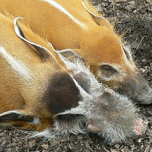 Hippopotamus reserve - red river hogs