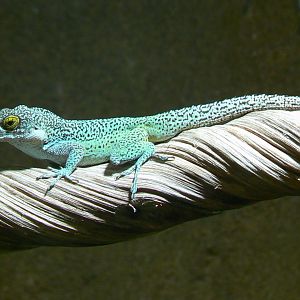 Tropical dome -  Leach's Anole