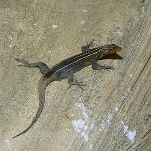 Land of the lions - emperor flat lizard