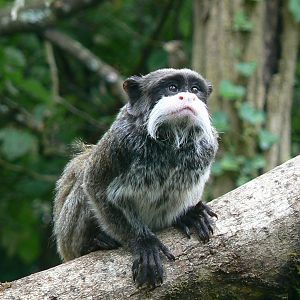 Bearded emperor tamarin