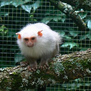 Silvery marmoset