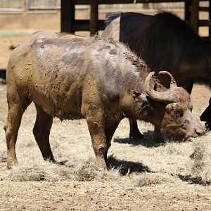 Cape buffalo, (Syncerus caffer caffer)