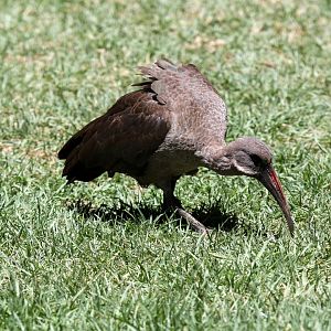 hadeda ibis (Bostrychia hagedash) wild
