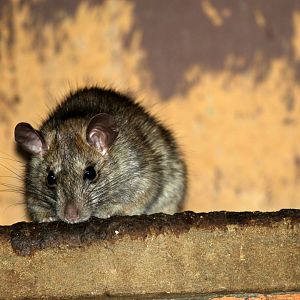 Black Rat (Rattus rattus) wild in monkey housing