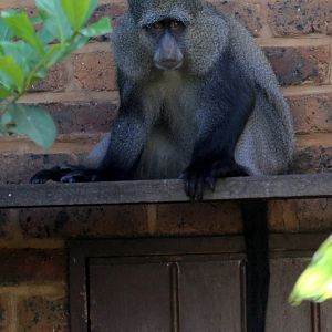 Blue Monkey (Cercopithecus mitis) ID?