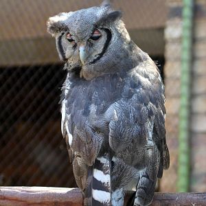 Verreaux's eagle-owl (Bubo lacteus)