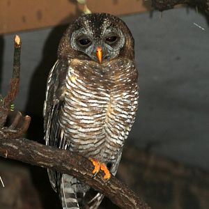 African wood owl or Woodford's owl (Strix woodfordii)