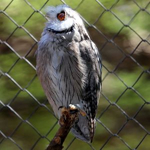 southern white-faced owl (Ptilopsis granti)