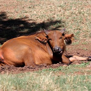 African forest buffalo (Syncerus caffer nanus)