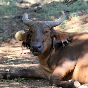 African forest buffalo (Syncerus caffer nanus)
