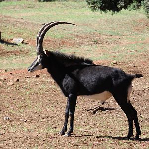 southern sable antelope (Hippotragus niger niger)