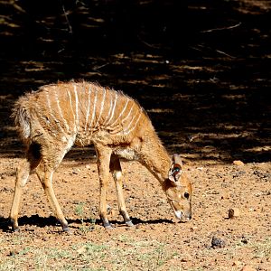 lowland nyala (Tragelaphus angasii) young