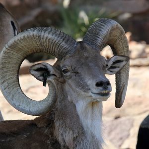 Transcaspian urial (Ovis orientalis arkal)