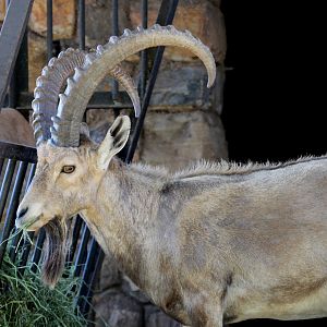 Nubian ibex (Capra nubiana)