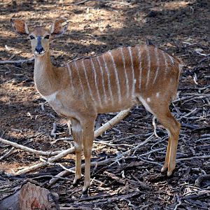 lowland nyala (Tragelaphus angasii) female