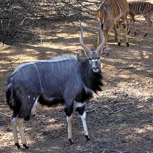 lowland nyala (Tragelaphus angasii) male